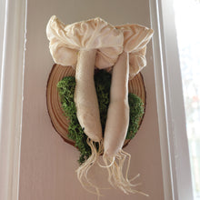 Load image into Gallery viewer, Mushroom Taxidermy Pair