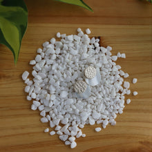 Load image into Gallery viewer, Champagne and Shell Double Disc Posts